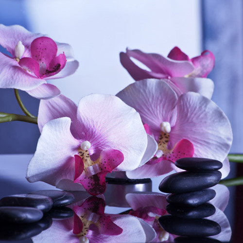орхидея и камни картинка