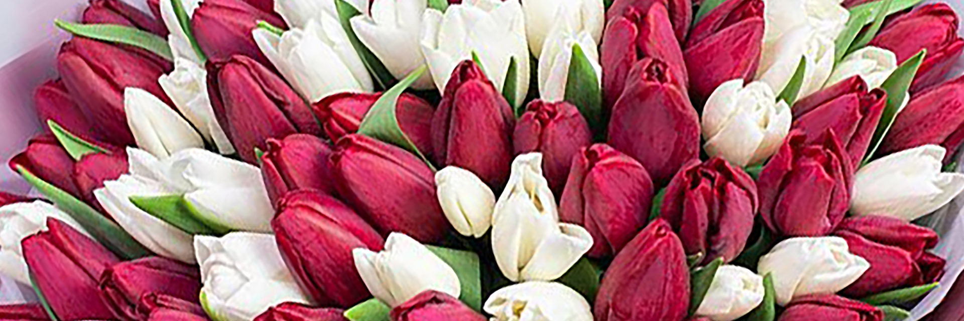 категория товаров Тюльпани | Суми | «Роза Суми»
