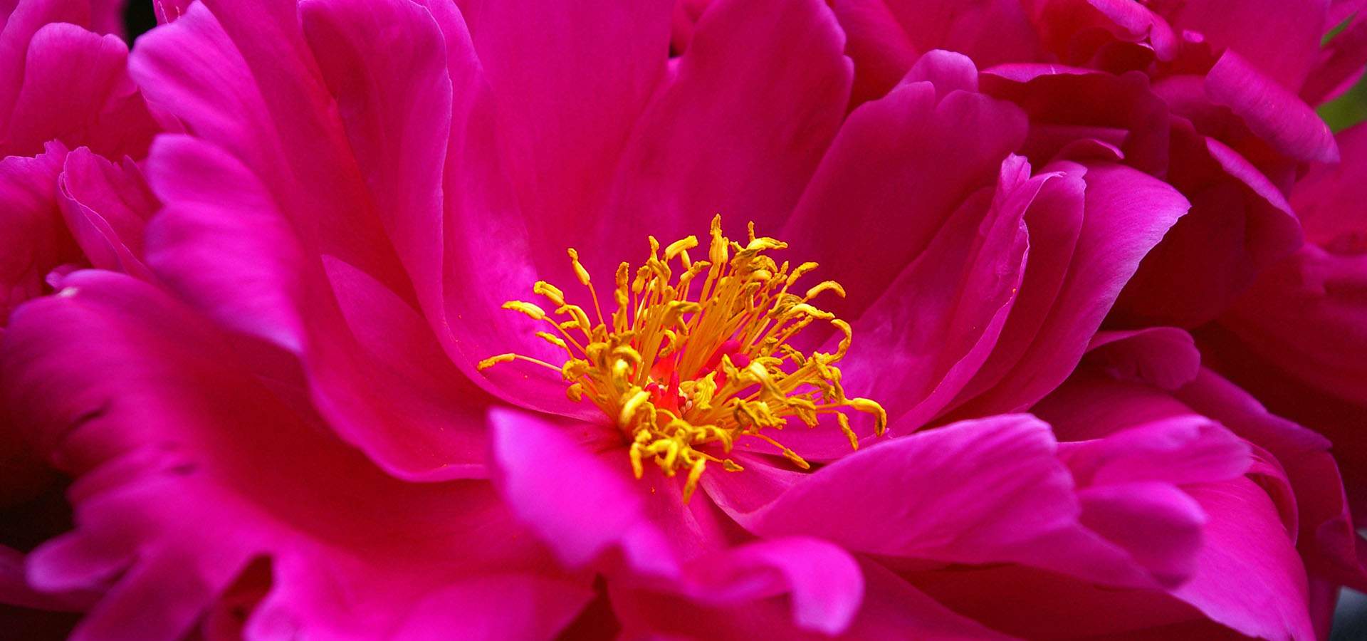 заказать пионы в Сумах