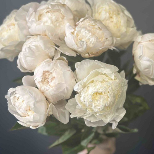 Посмотреть товары из категории «Пионы» | Полтава | «Роза Сум» категория товаров Пионы | Полтава | «Роза Сум»